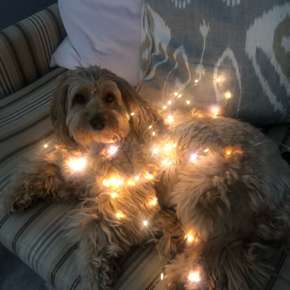 Meet your Posher, Elyse